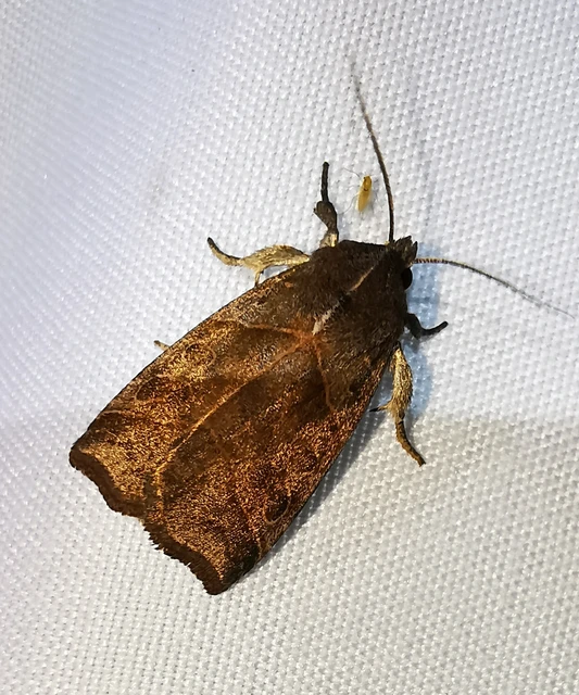 Ipimorpha retusa - sarlós fűzbagoly
