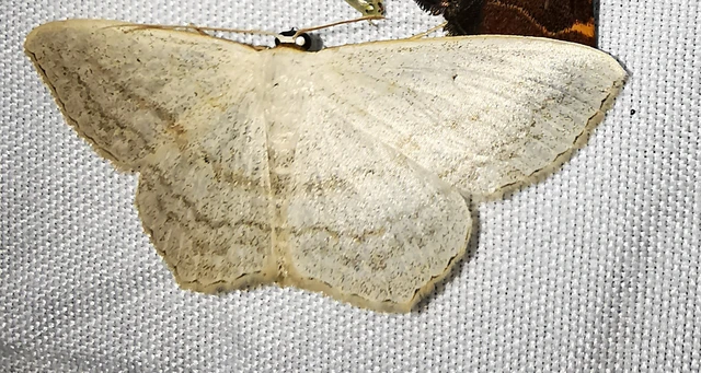 Scopula nigropunctata - feketepettyes araszoló