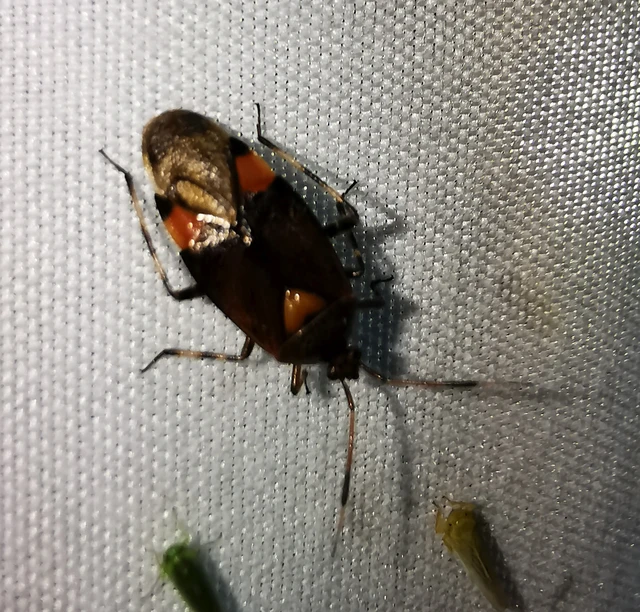Deraeocoris