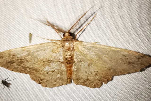 Hypomecis punctinalis - pettyes faaraszoló