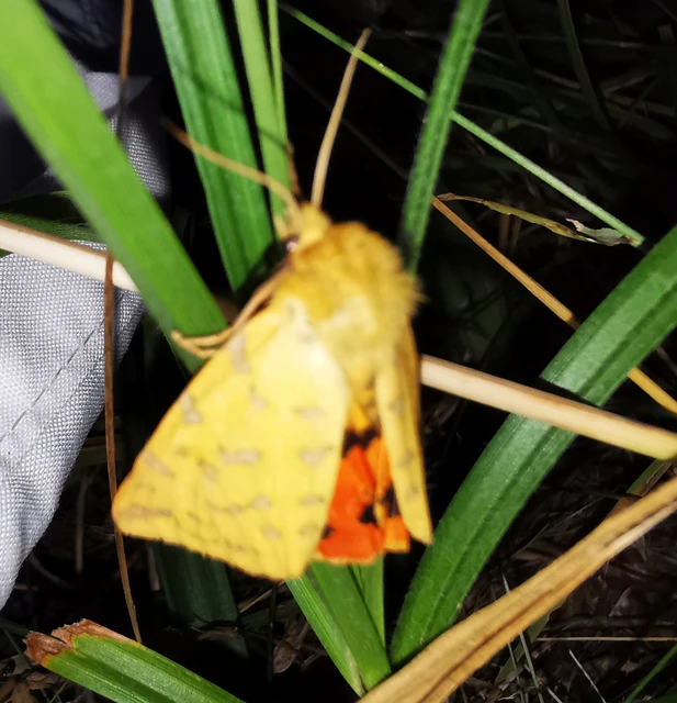 Rhyparia purpurata - bíborszínű medvelepke