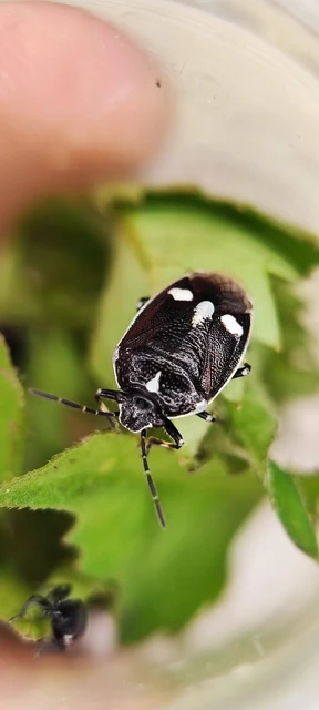 Eurydema oleracea - paréjpoloska Eurydema oleracea - paréjpoloska