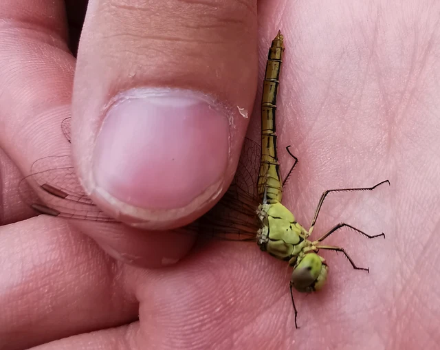 Sympetrum meridionale - fakó katona-szitakötő