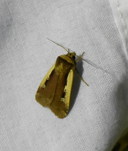 Ochropleura plecta - fehérszegélyű fűbagoly