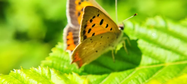 Lycaena phlaeas - közönséges tűzlepke Lycaena phlaeas - közönséges tűzlepke