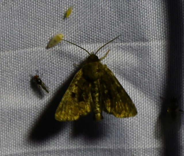 Oligia strigilis/latruncula/versicolor