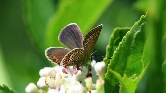 Plebejus argus - ezüstös boglárka