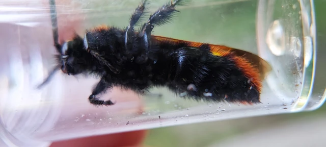 Megascolia maculata - óriás-tőrösdarázs