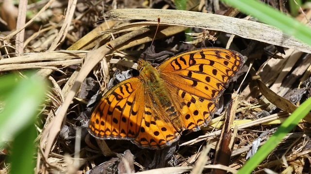 Argynnis adippe - ezüstös gyöngyházlepke