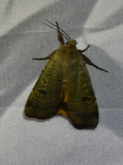 Noctua comes - kis sárgafűbagoly