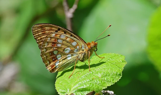 Argynnis adippe - ezüstös gyöngyházlepke