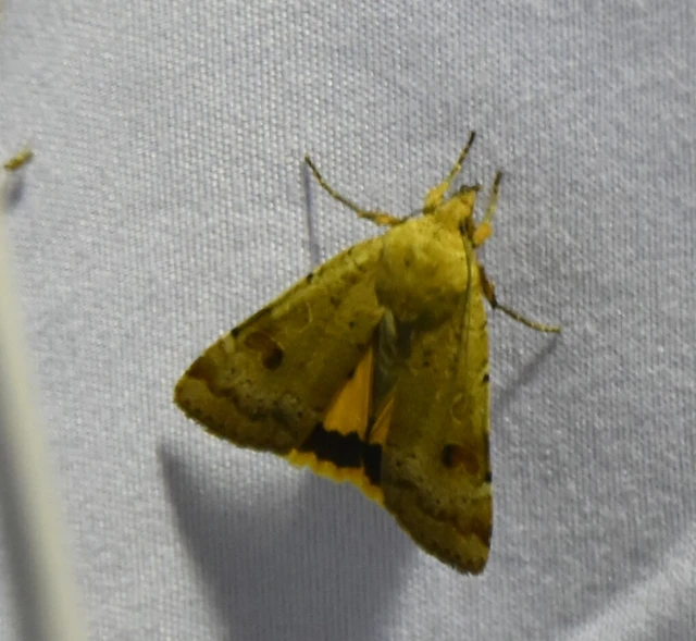 Noctua interposita - köztes sárgafűbagoly