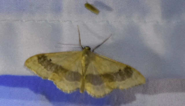 Idaea aversata - nagy sávosaraszoló