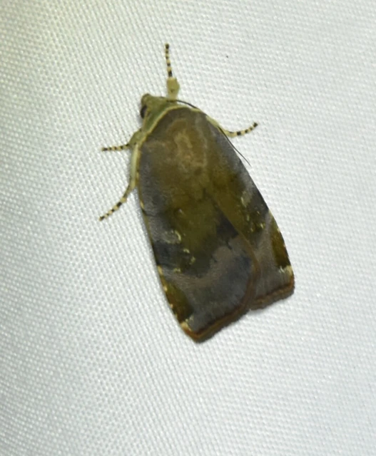 Noctua janthe/janthina