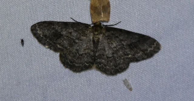 Ectropis crepuscularia - avararaszoló