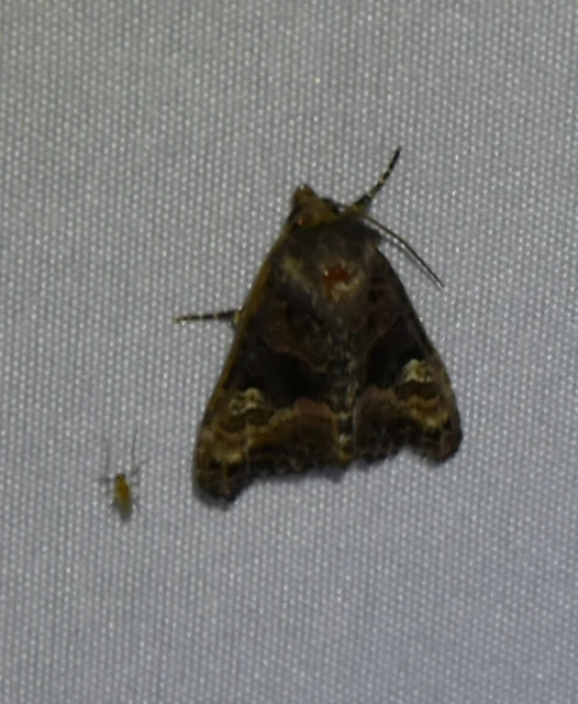 Euplexia lucipara - szeder-csipkésbagoly