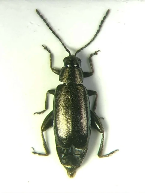 Phyllotreta procera - bronzfényű rezeda-földibolha