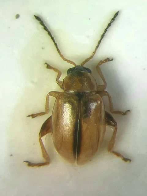 Aphthona nigriceps - feketefejű gólyaorr-földibolha