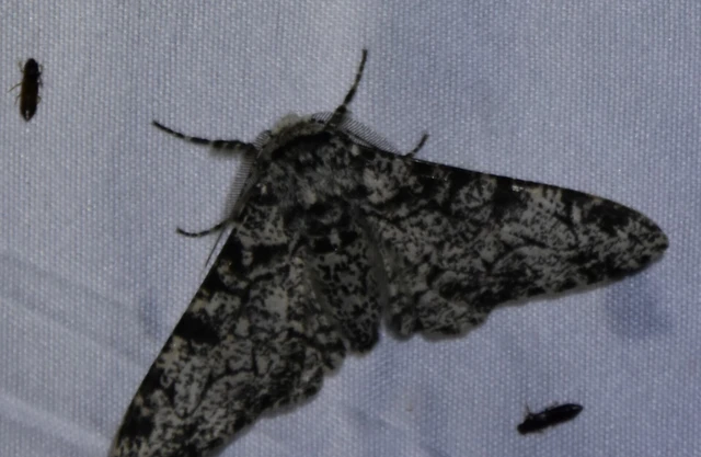 Biston betularia - szürkepettyes araszoló