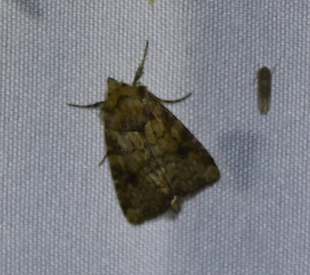 Atypha pulmonaris - tüdőfű-levélbagoly