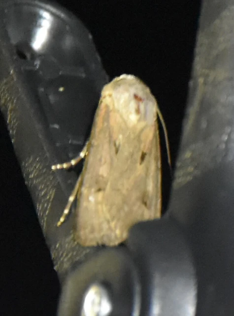 Agrotis exclamationis - felkiáltójeles földibagoly