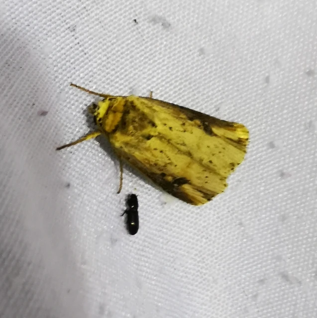 Axylia putris - vonalkás földibagoly