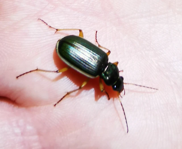 Chlaenius spoliatus - csupasz bűzfutó