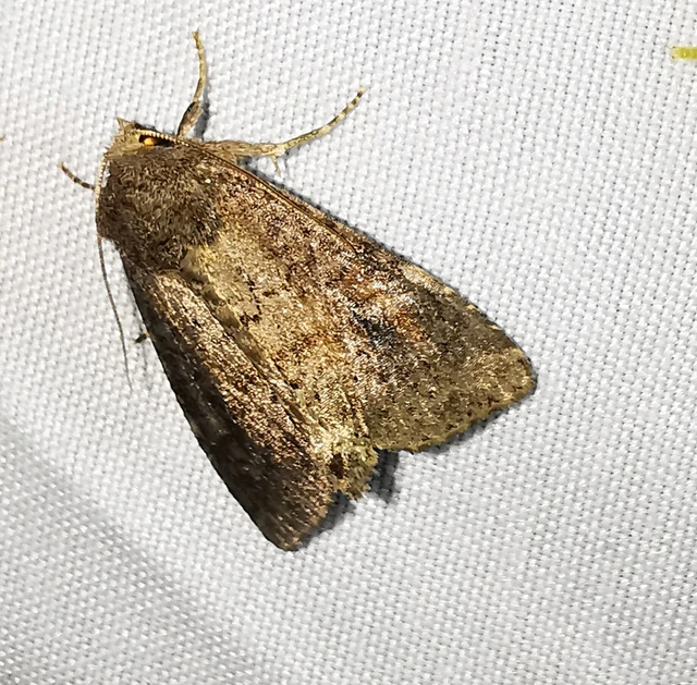 Parastichtis suspecta - sötét erdeibagoly