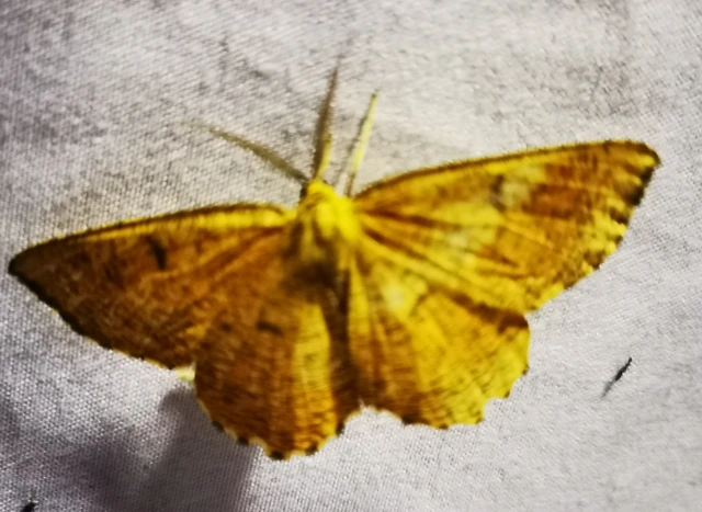 Angerona prunaria - sárga kökényaraszoló