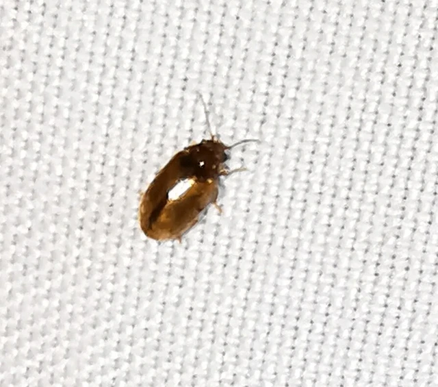 Scirtidae - rétbogárfélék