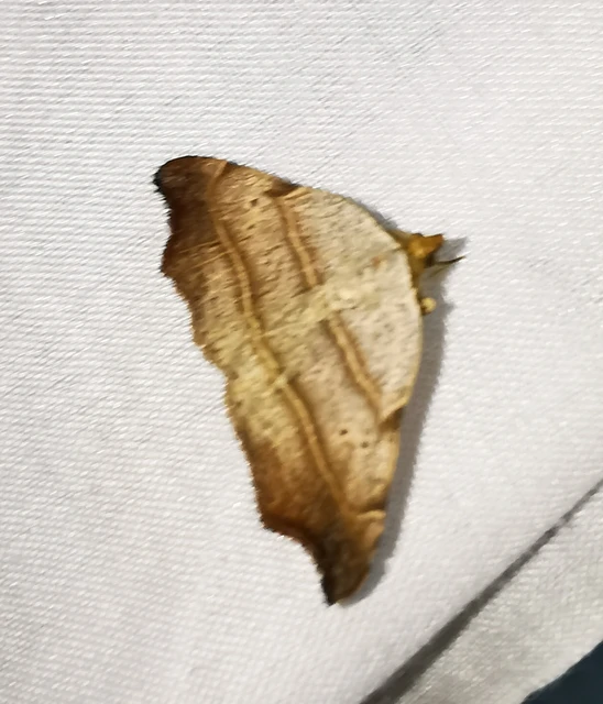 Laspeyria flexula - zuzmóbagoly
