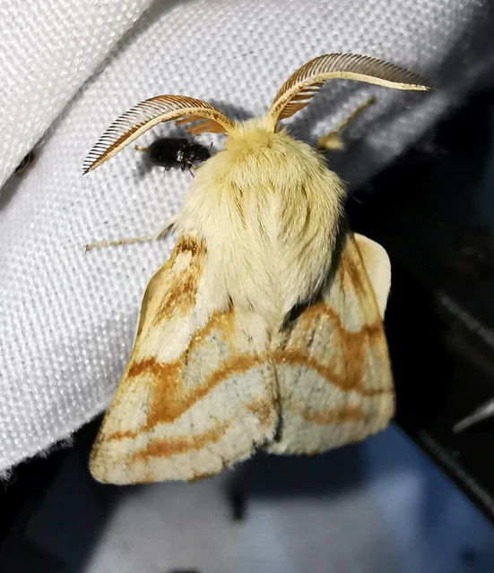 Malacosoma castrensis - kutyatejszövő
