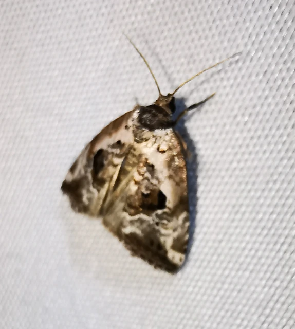 Hapalotis venustula - rózsaszínű mázasbagoly