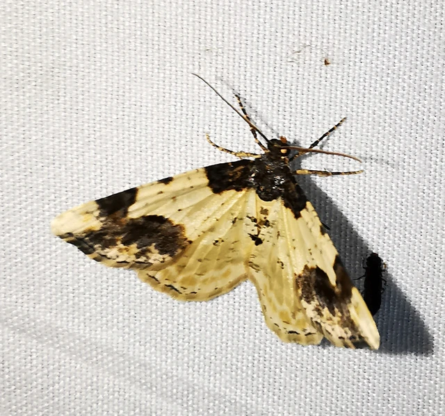 Ligdia adustata - barna levélaraszoló