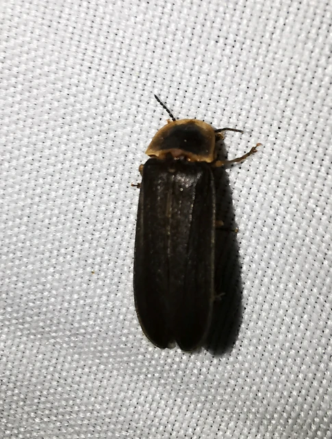 Lampyris noctiluca - nagy szentjánosbogár