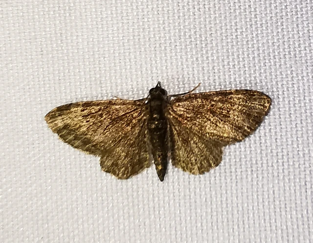 Pasiphila