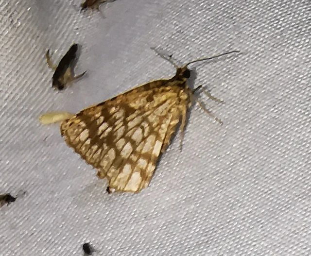 Chiasmia clathrata - rácsos rétiaraszoló