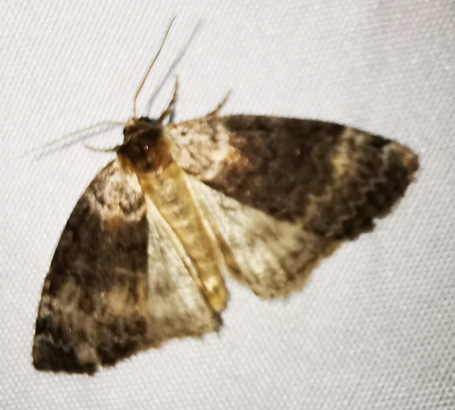 Tetheella fluctuosa - nyírfa-pihésszövő