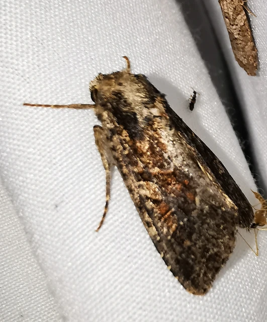 Apamea crenata - rozsdás dudvabagoly
