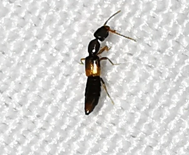 Staphylinidae - holyvafélék