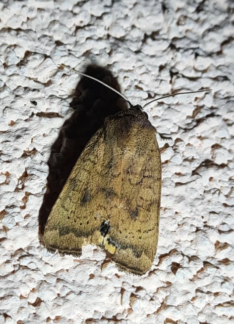 Noctua interjecta - zömök sárgafűbagoly