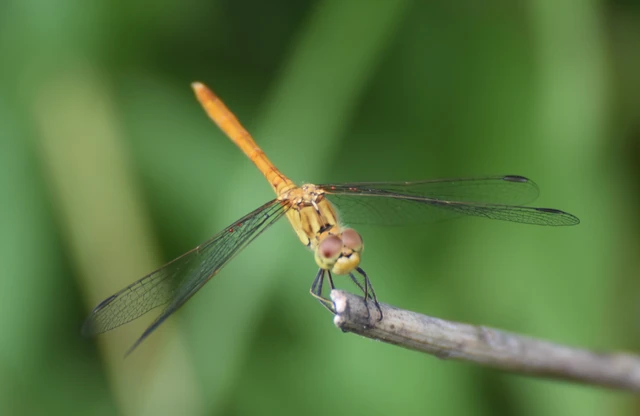 Sympetrum meridionale - fakó katona-szitakötő