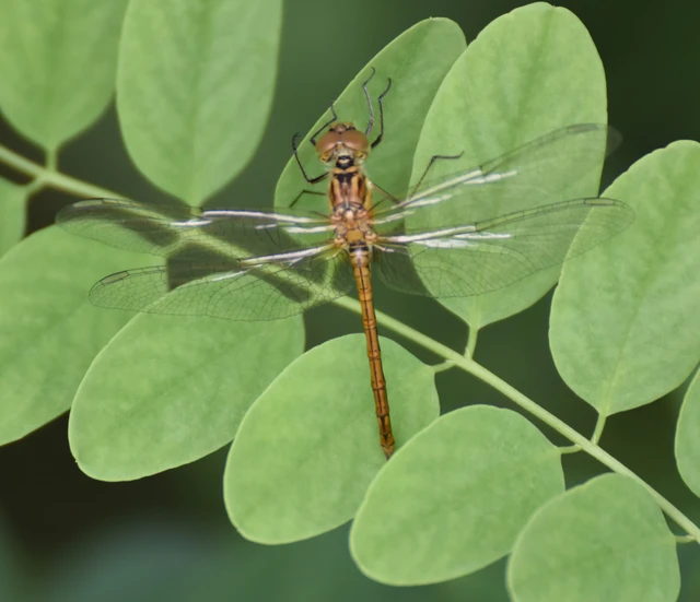 Sympetrum vulgatum - barkós katona-szitakötő