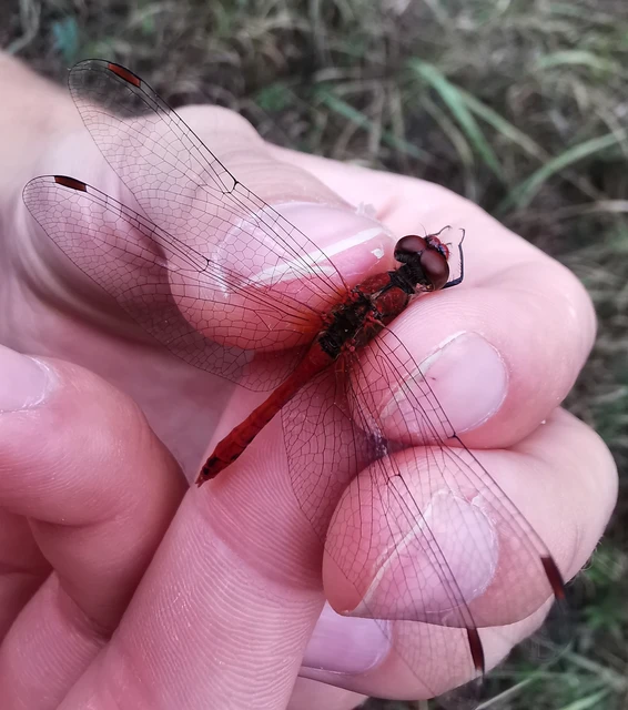Sympetrum sanguineum - vörös katona-szitakötő