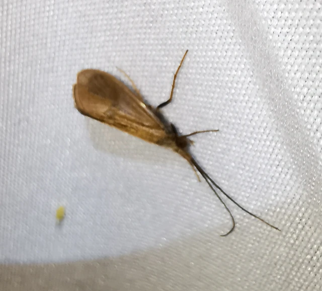 Trichoptera - Tegzesek