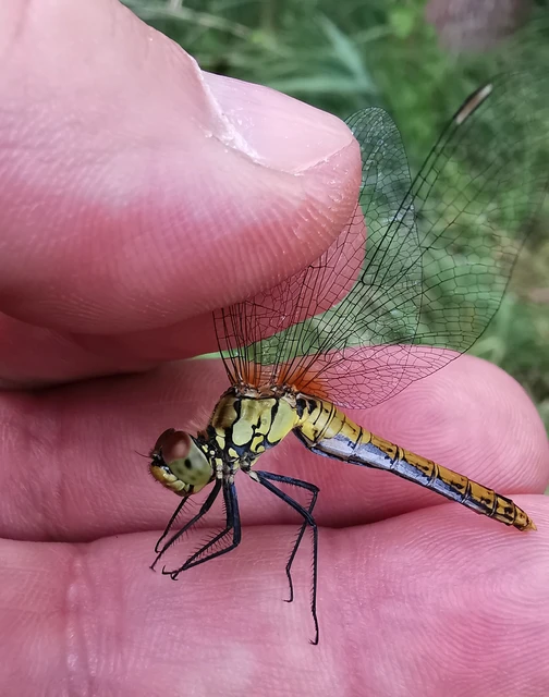 Sympetrum sanguineum - vörös katona-szitakötő