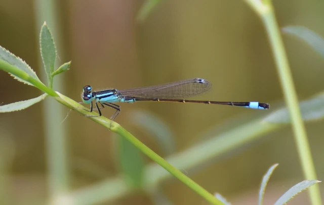 Ischnura elegans pontica - kéköves légivadász