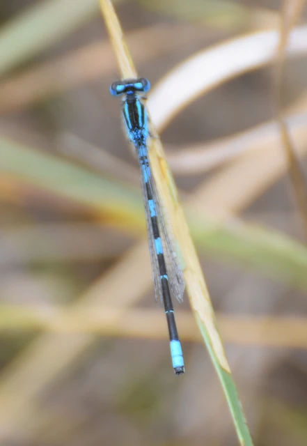 Coenagrion scitulum - mediterrán légivadász