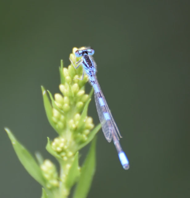 Coenagrion scitulum - mediterrán légivadász
