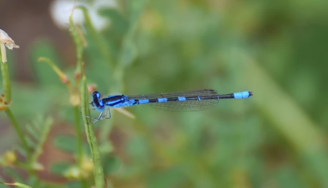 Coenagrion scitulum - mediterrán légivadász